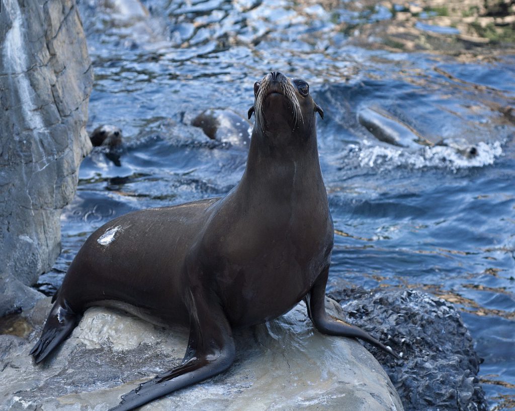 Sea-Lion