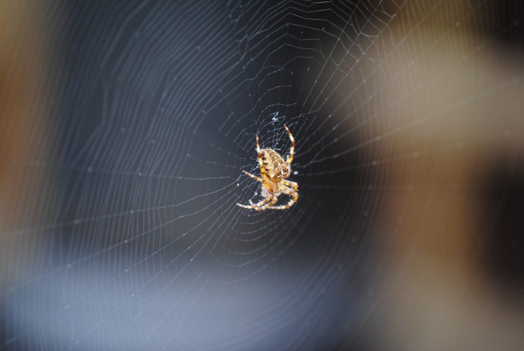 a spider and its web