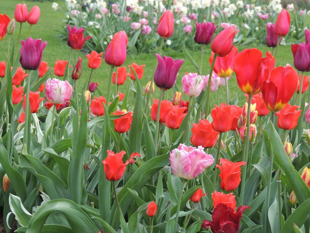 Tulips in full bloom