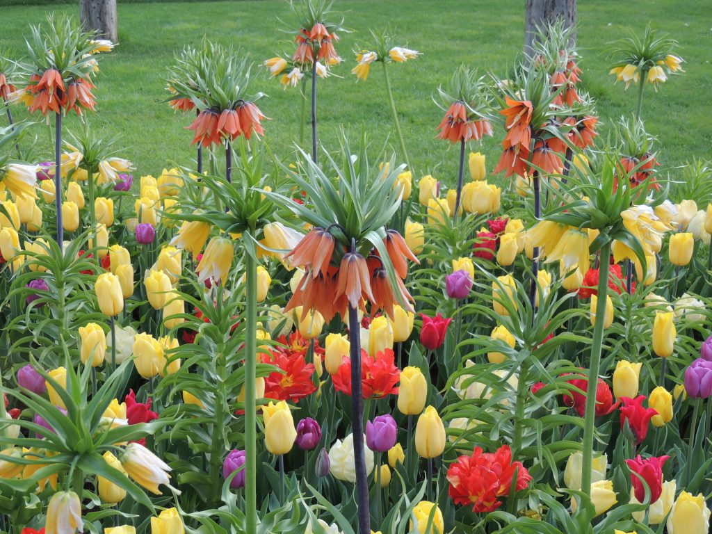 combination with other plants