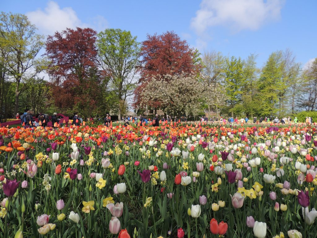 Windmill and tulips