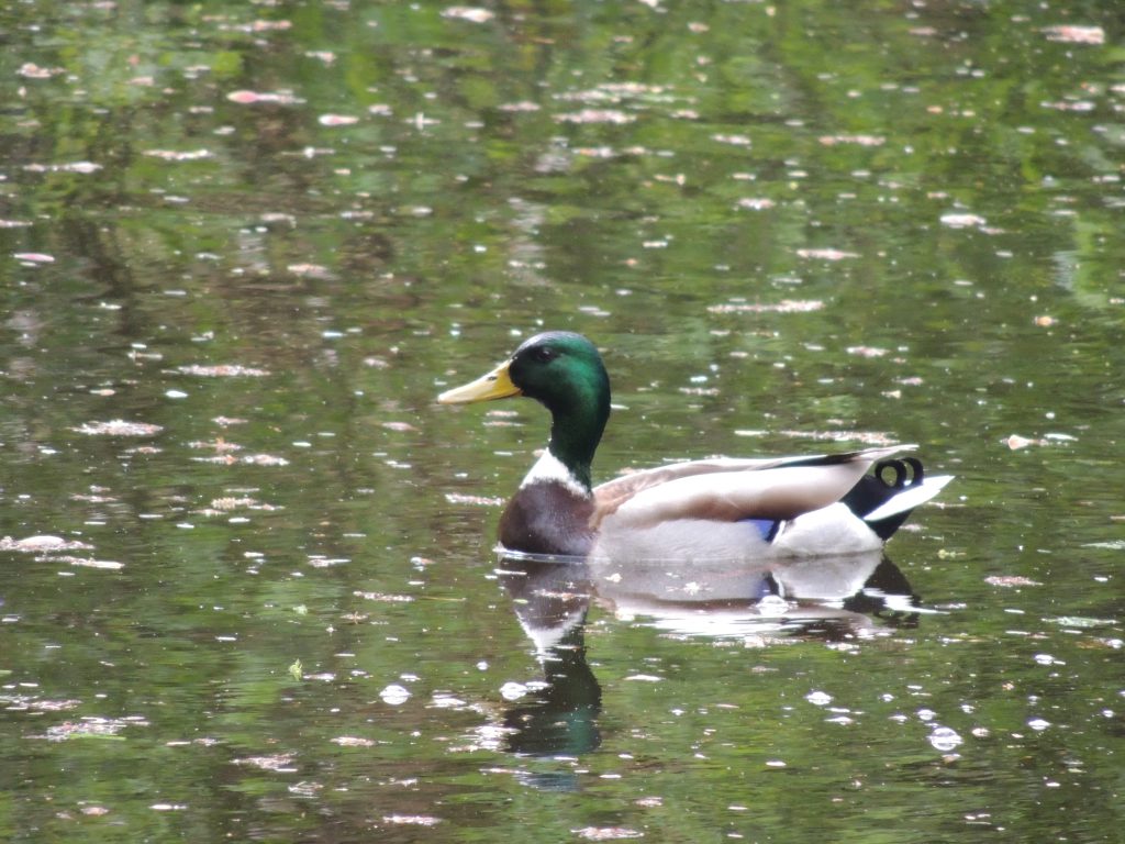 a happy duck living in de Keukenhof