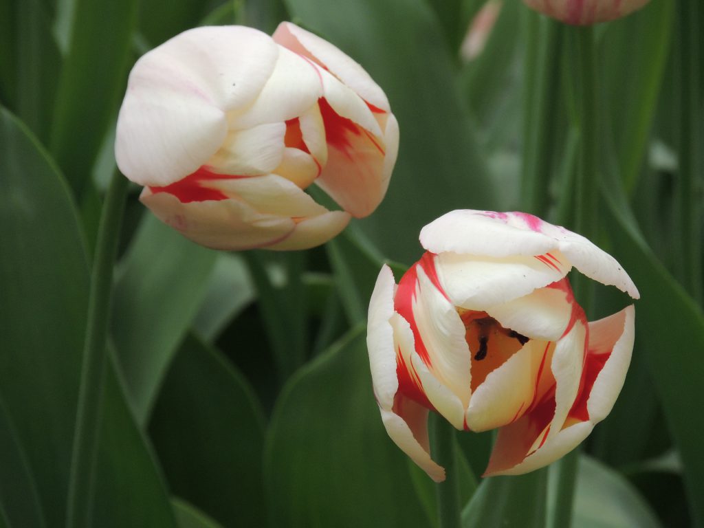 lovely colors