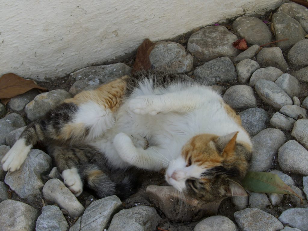 Missu on the cobble stones