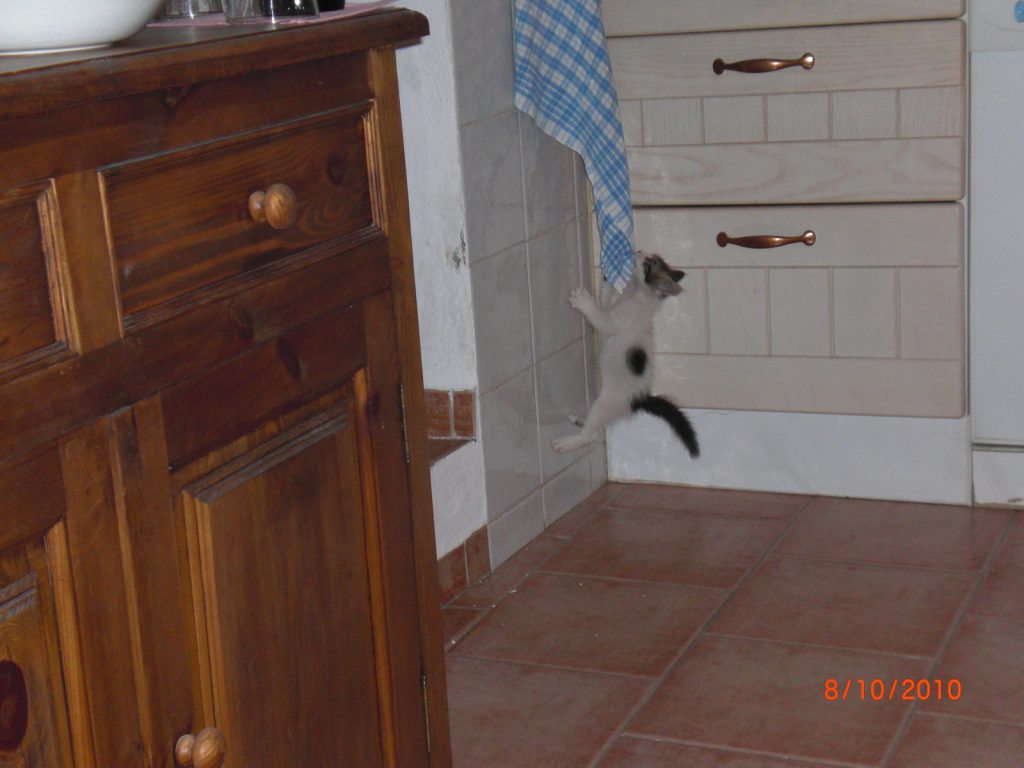Sasha hanging on the kitchen towel