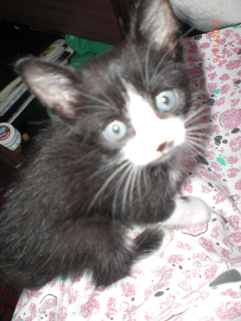 Jasmin, rescued and not knowing what to think of me