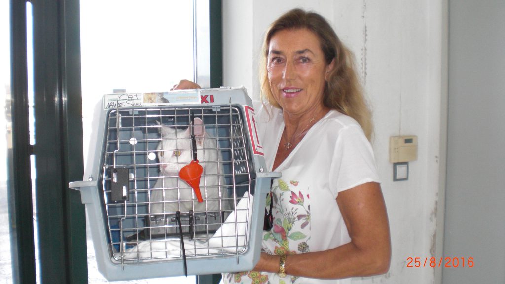 picking Shugar up at the airport