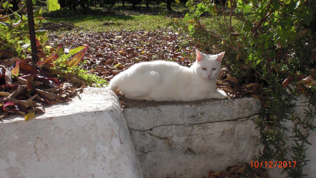 Shugar in the garden