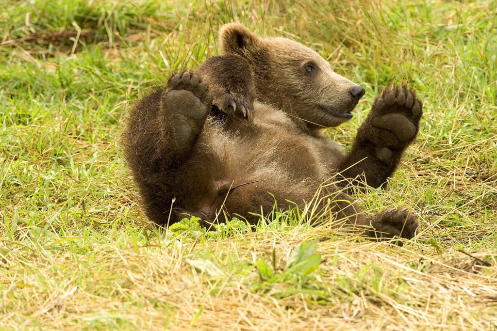 little bear cub