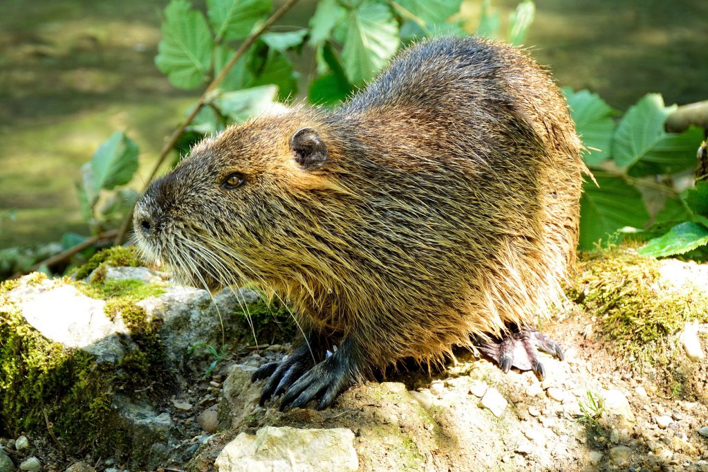 beaver