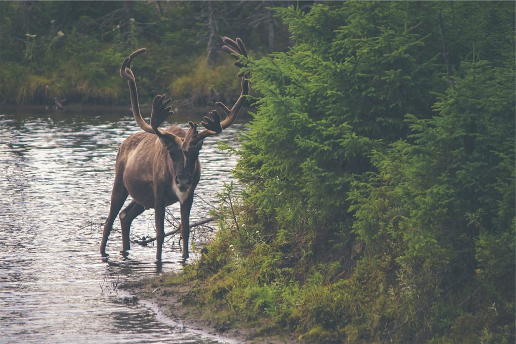 the elk