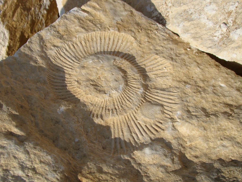 Ammonite fossil