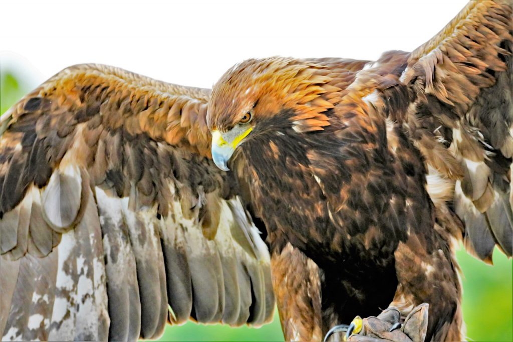 Golden Eagle
