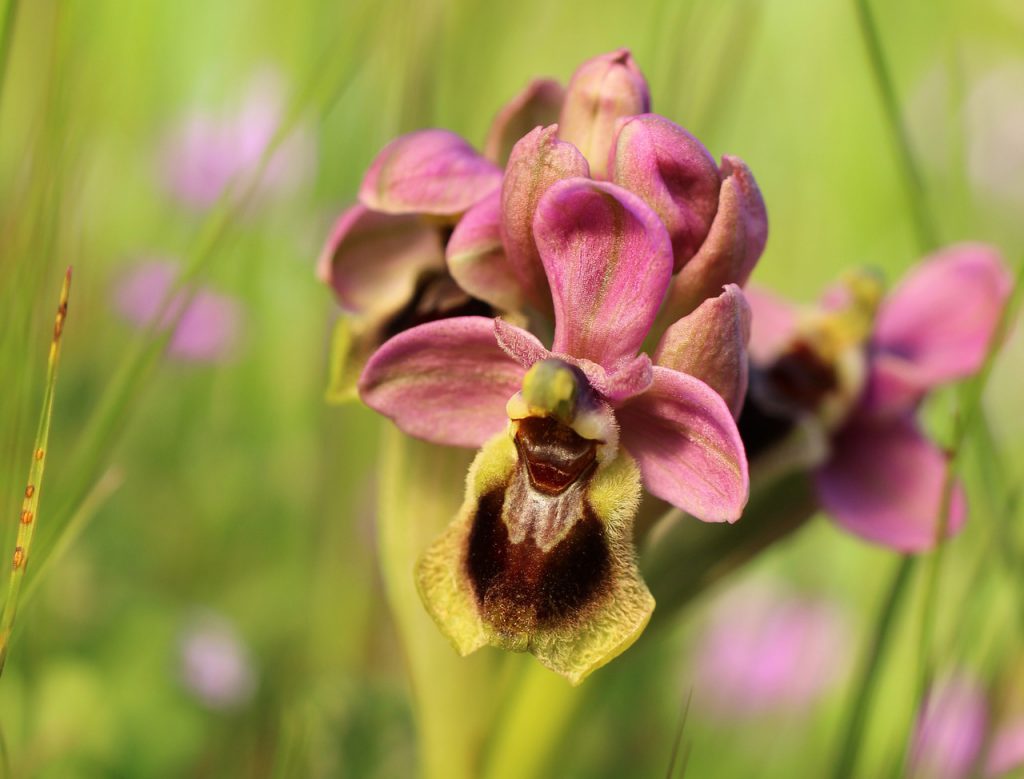 wild orchid