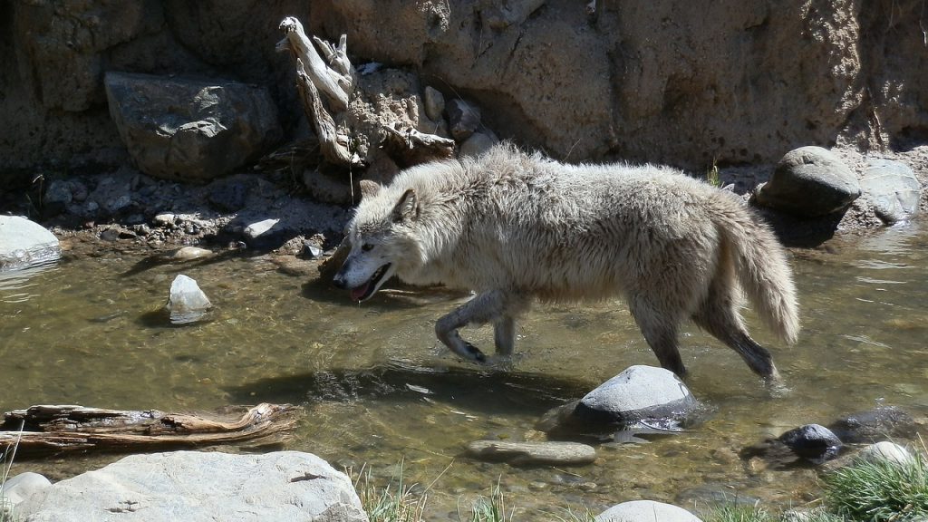 grey wolf