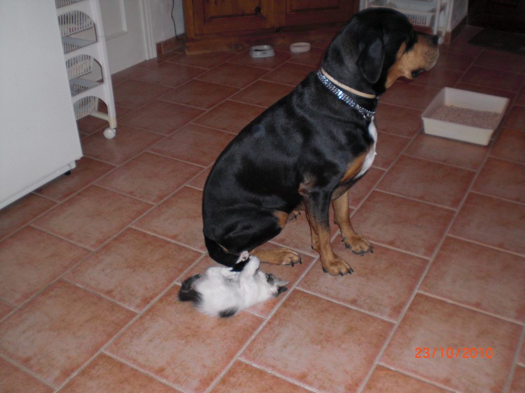 wagging tails are so fun