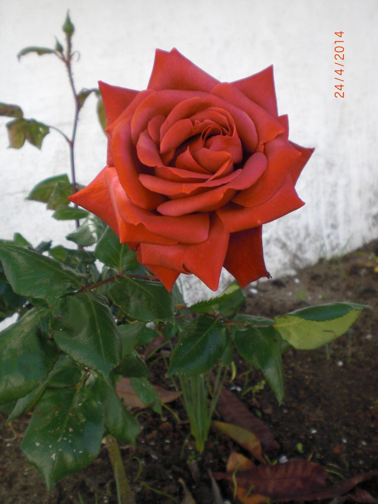 rose from the garden