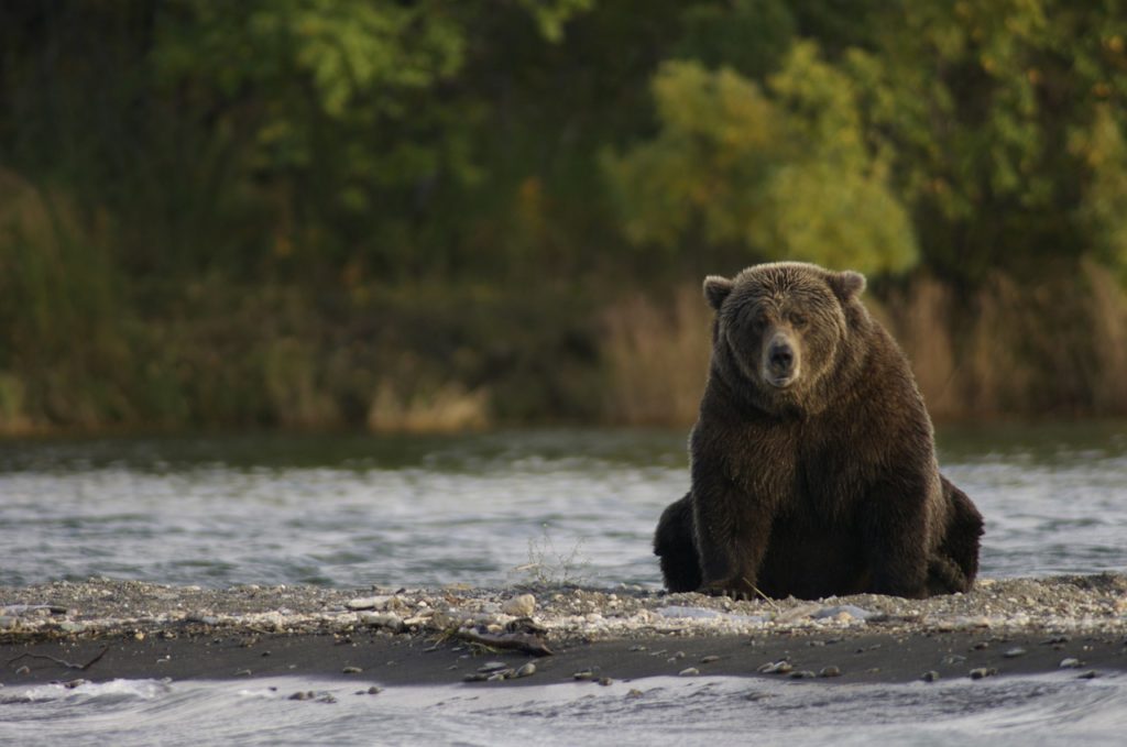 big bear sitting in the river
