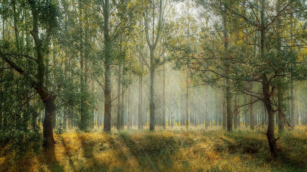 forest with adult trees