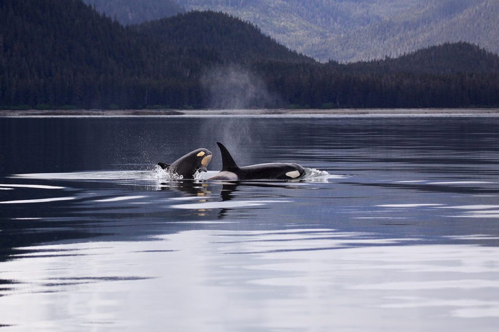 a couple of orcas swimming close to the coast