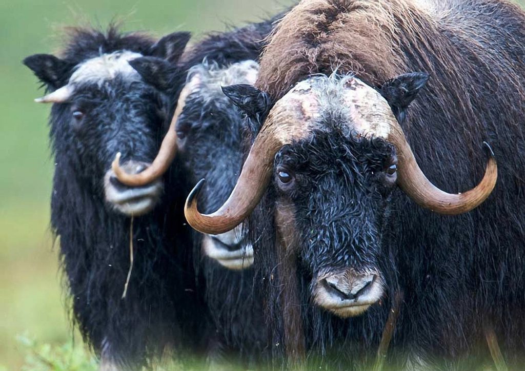 a group of muskox