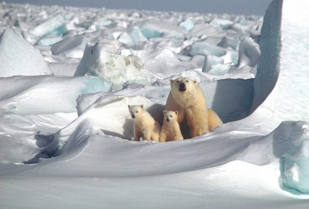 polar bear and cubs in the snow 