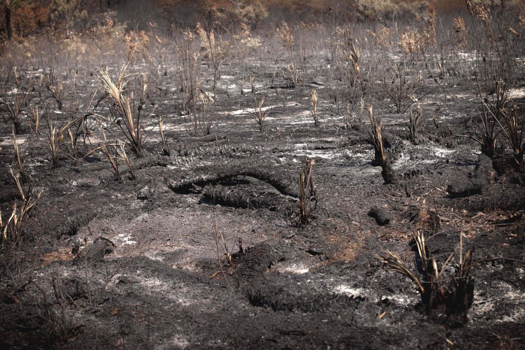 wildfires will burn everything