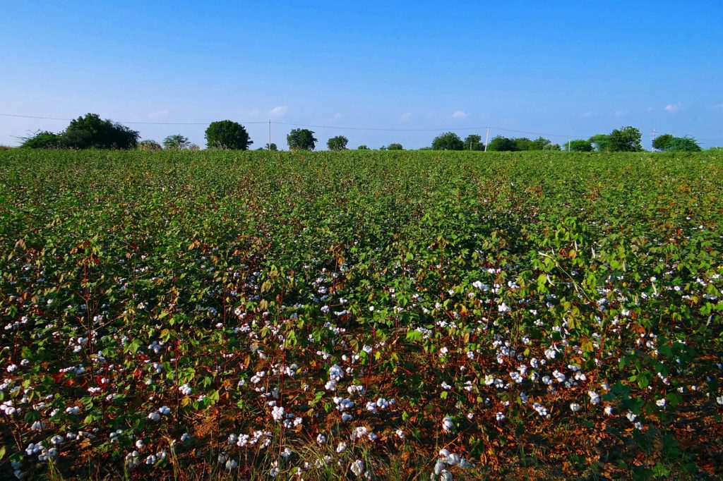 cotton plantation
