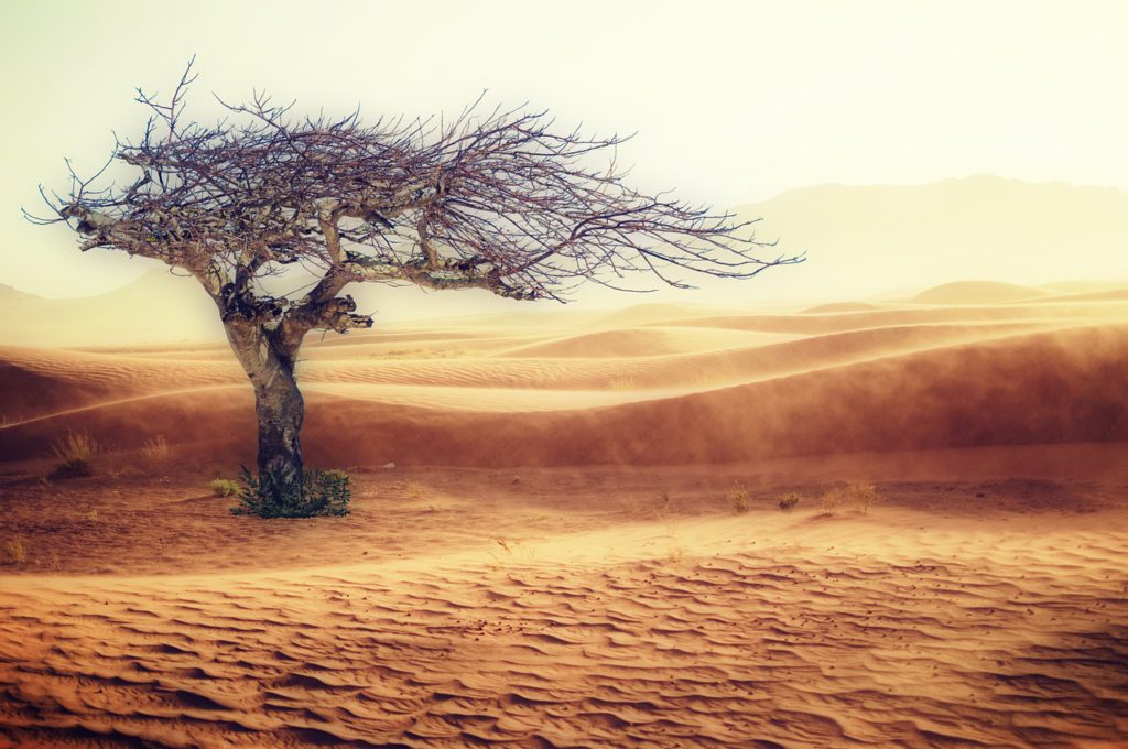 desert landscape