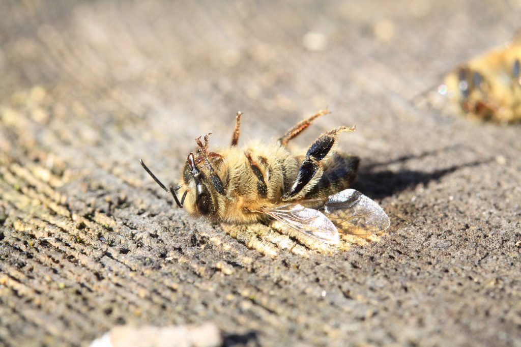 dead bee killed with pesticides