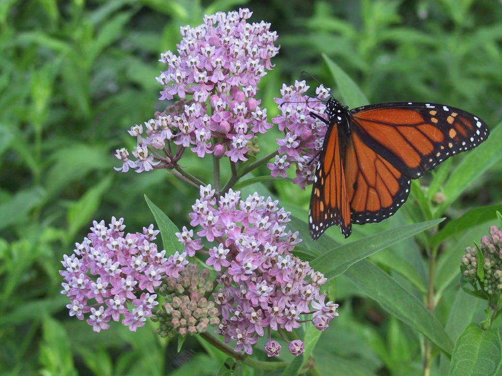 monarch butterfly on the blossom of the milkweed