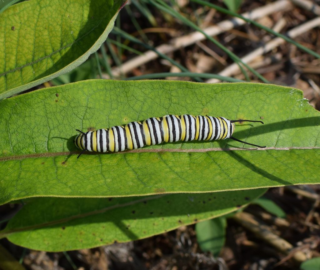 Monarch caterpillar sitting on milkweed leaf