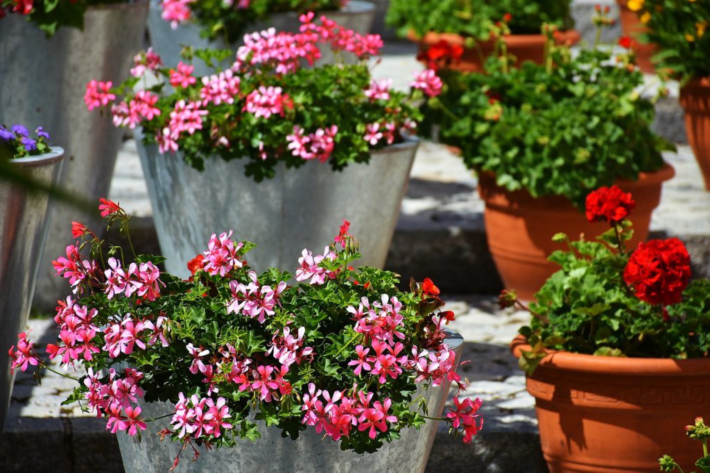 geraniums