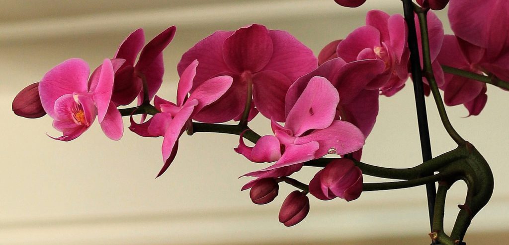 beautiful orchid