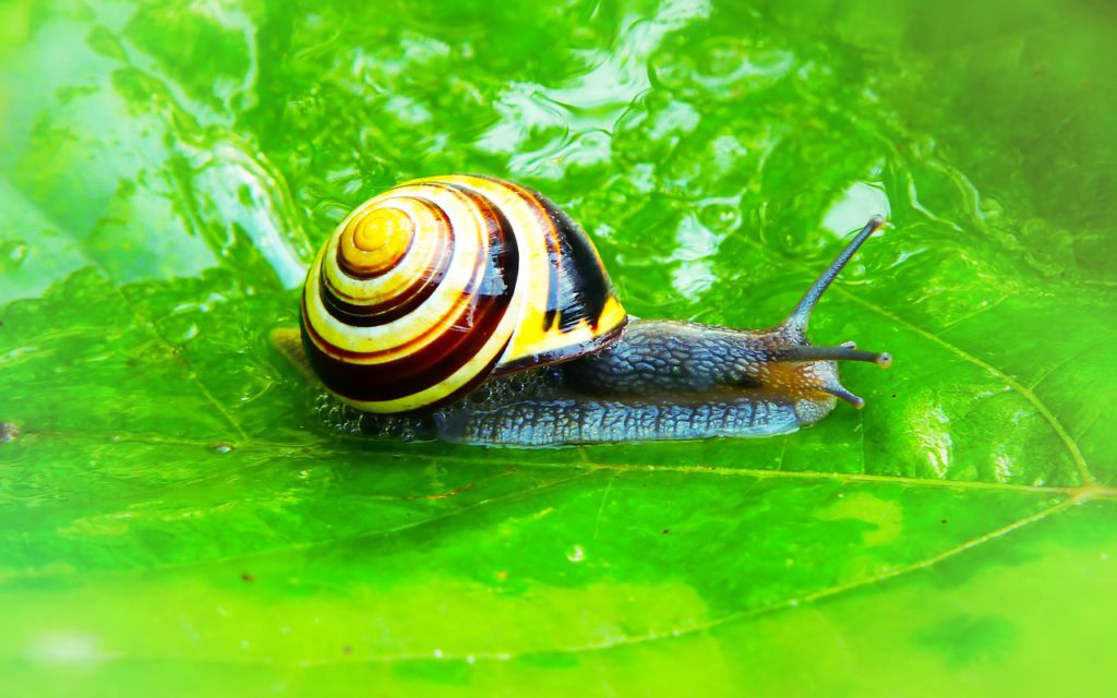 snail on a leaf
