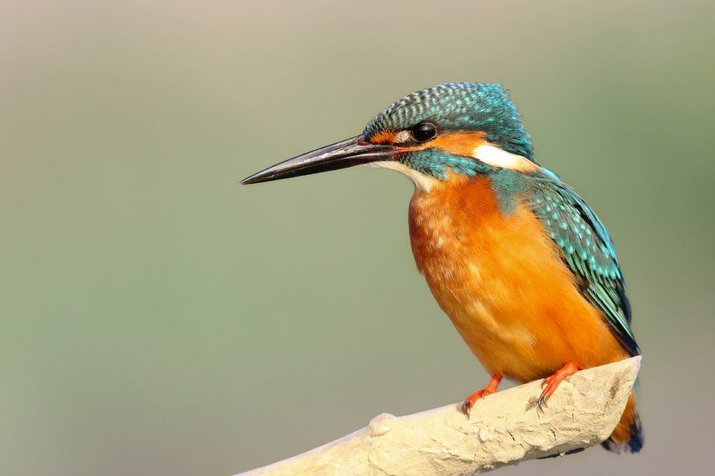 the beautiful king fisher