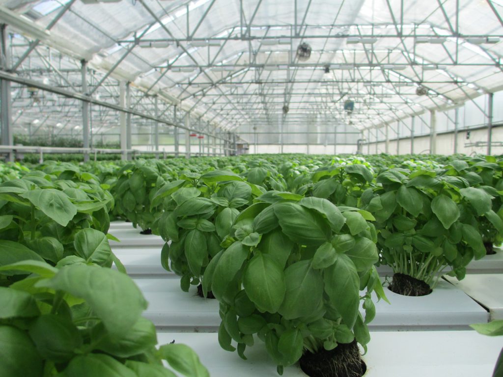 basil growing in greenhouse