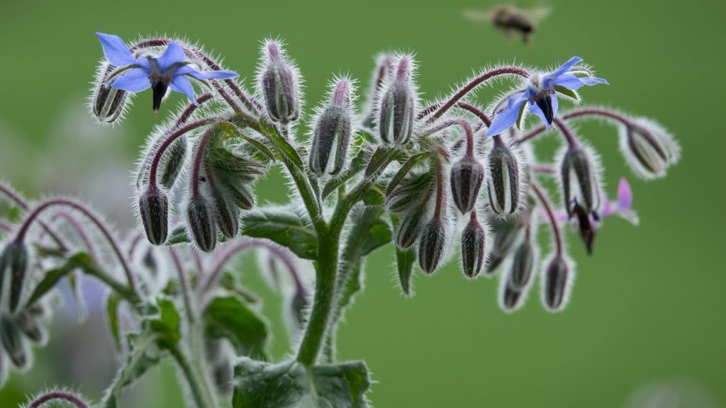 boraga flower