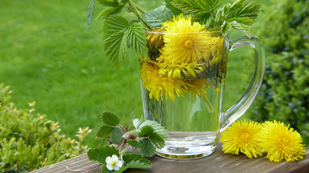 dandelion flower