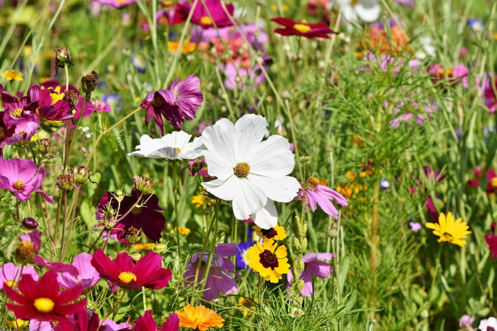 wild flowers on meadow