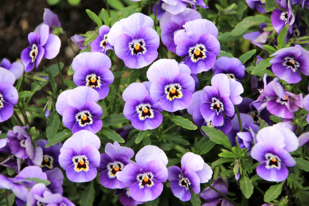 violet flowers