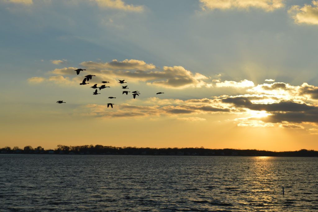 sunset with birds