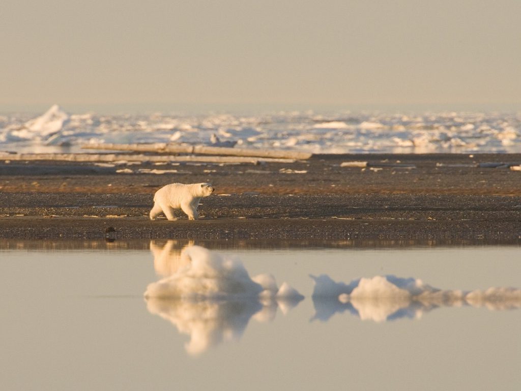 polar bear and no ice