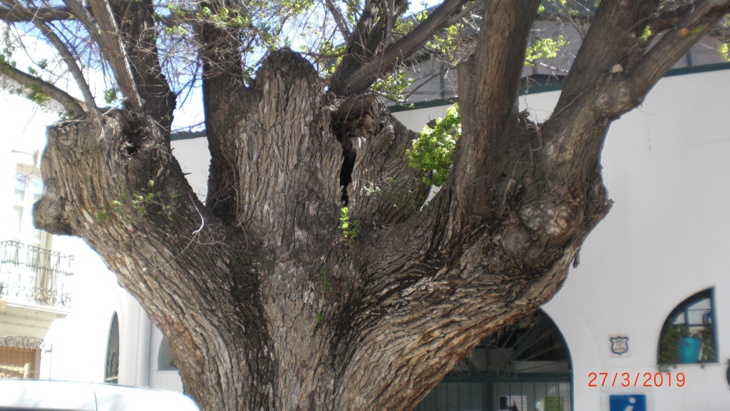 the old trees next to the fountain