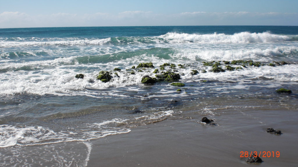 seaweed on the rocks