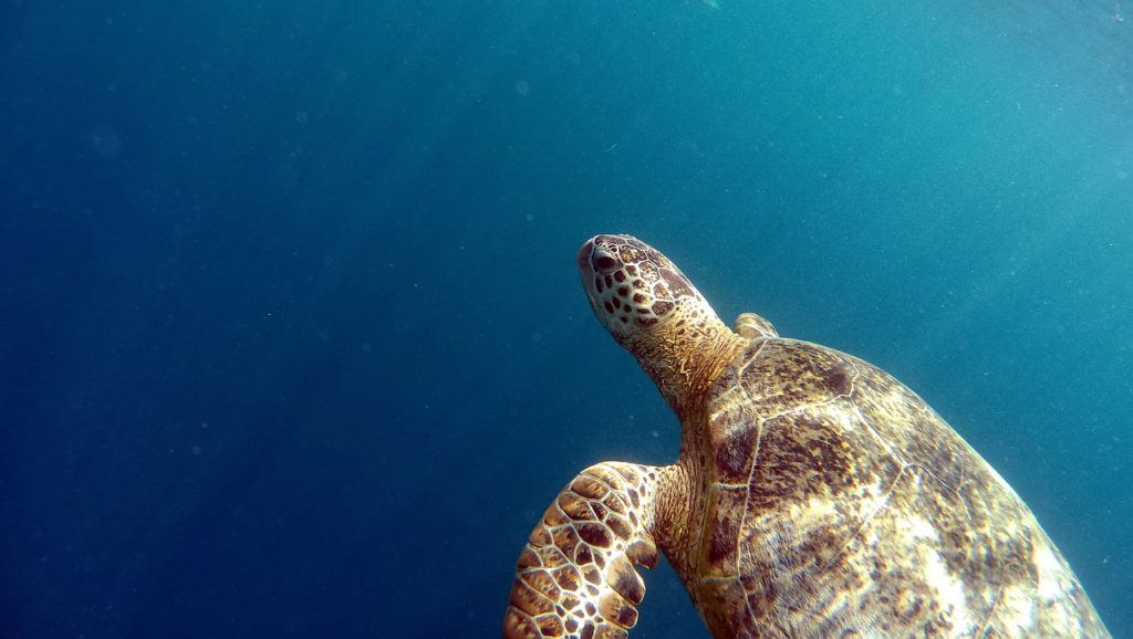 sea turtle