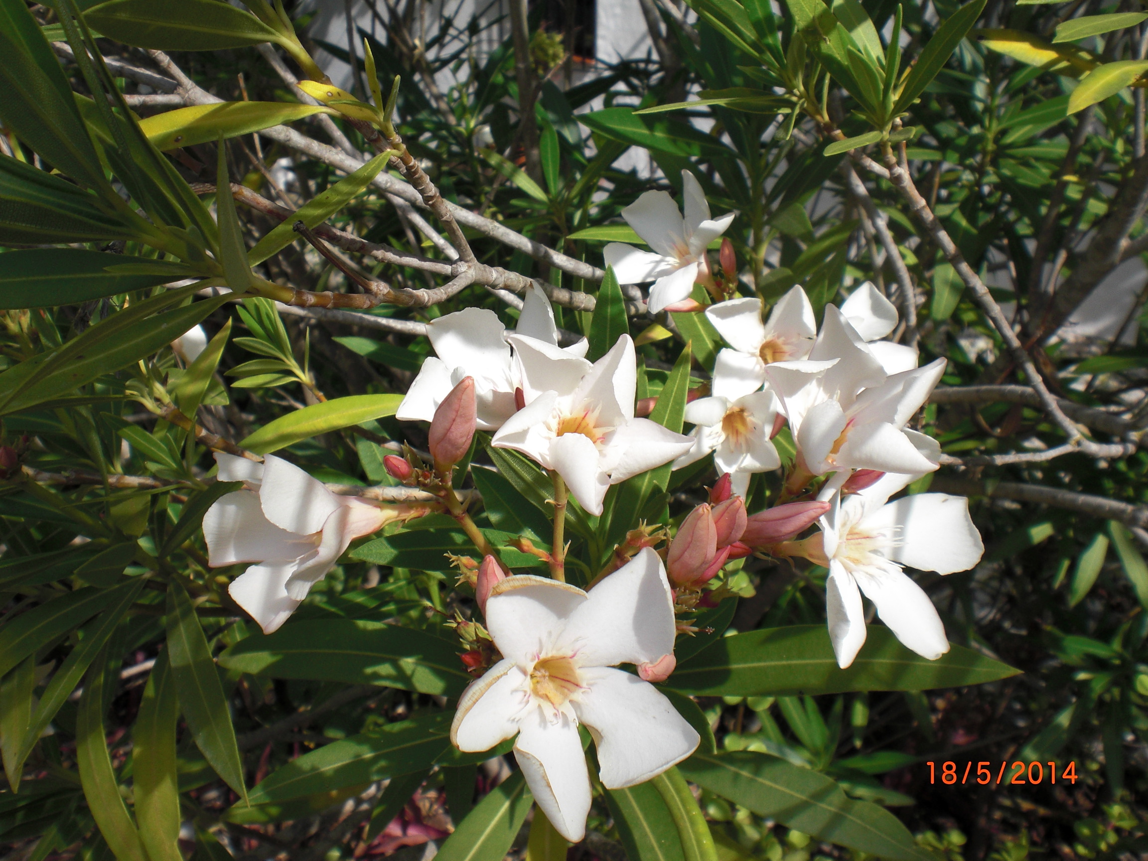 Close-up of White Adelfa