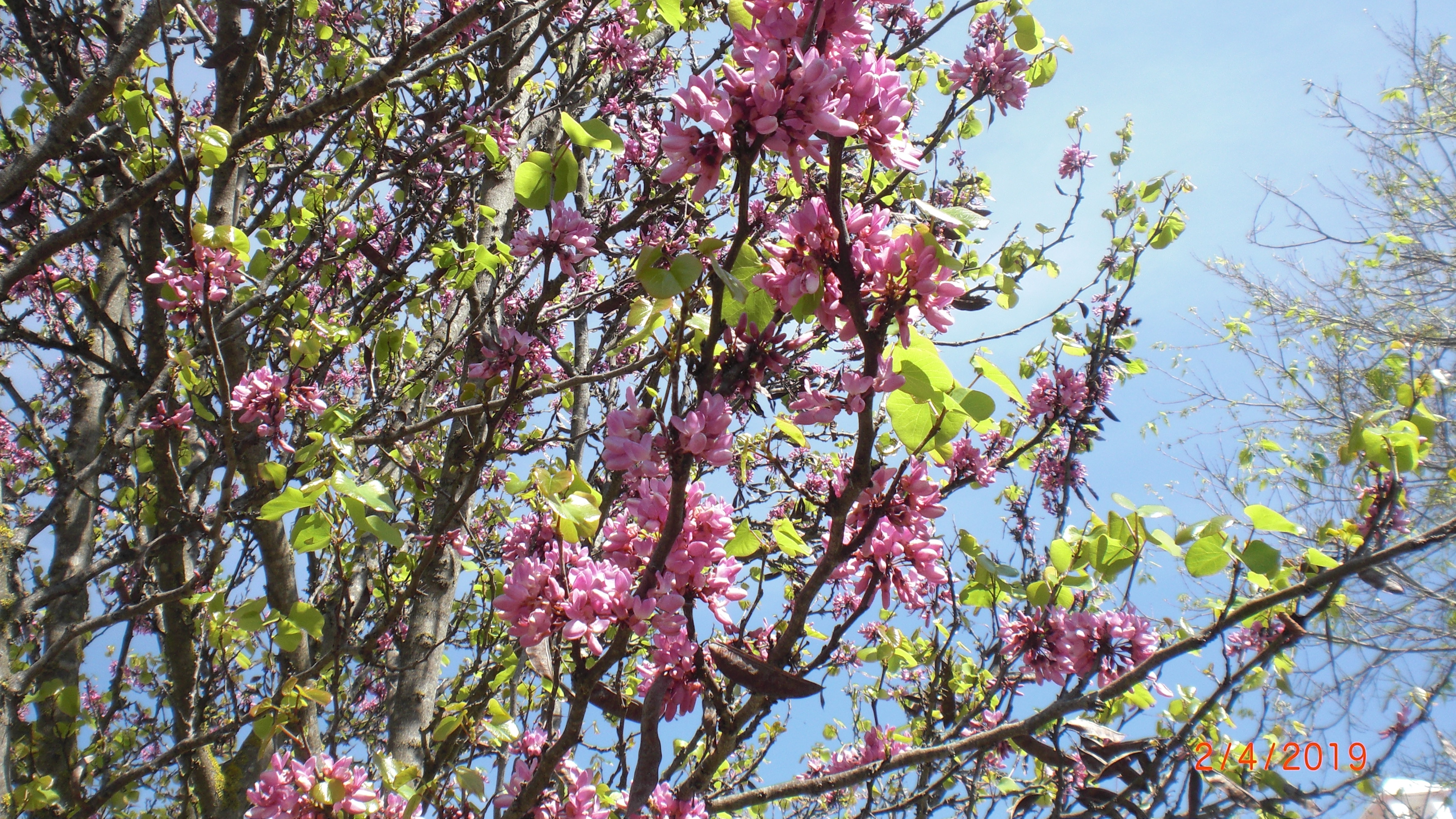 El Arbol del Amor