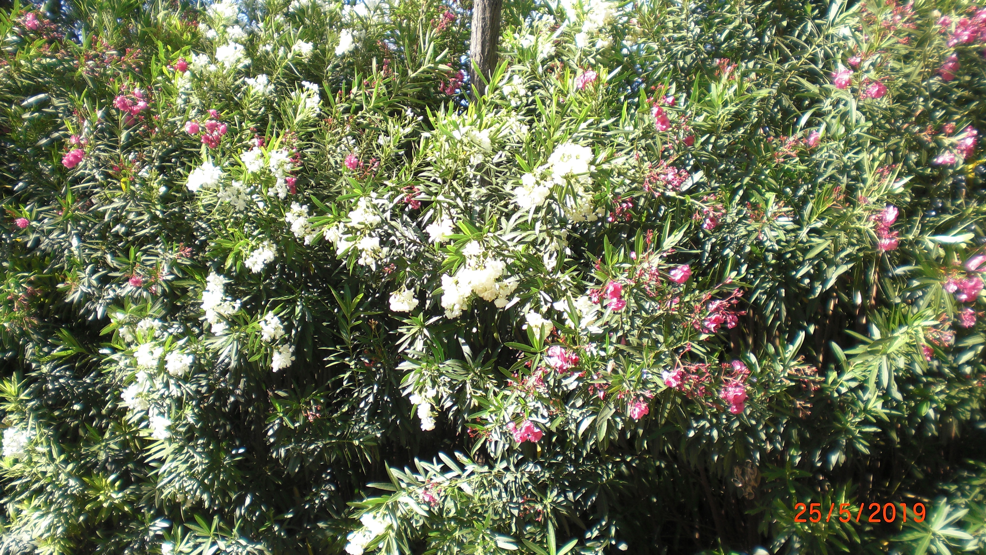 Pink and White Adelfa