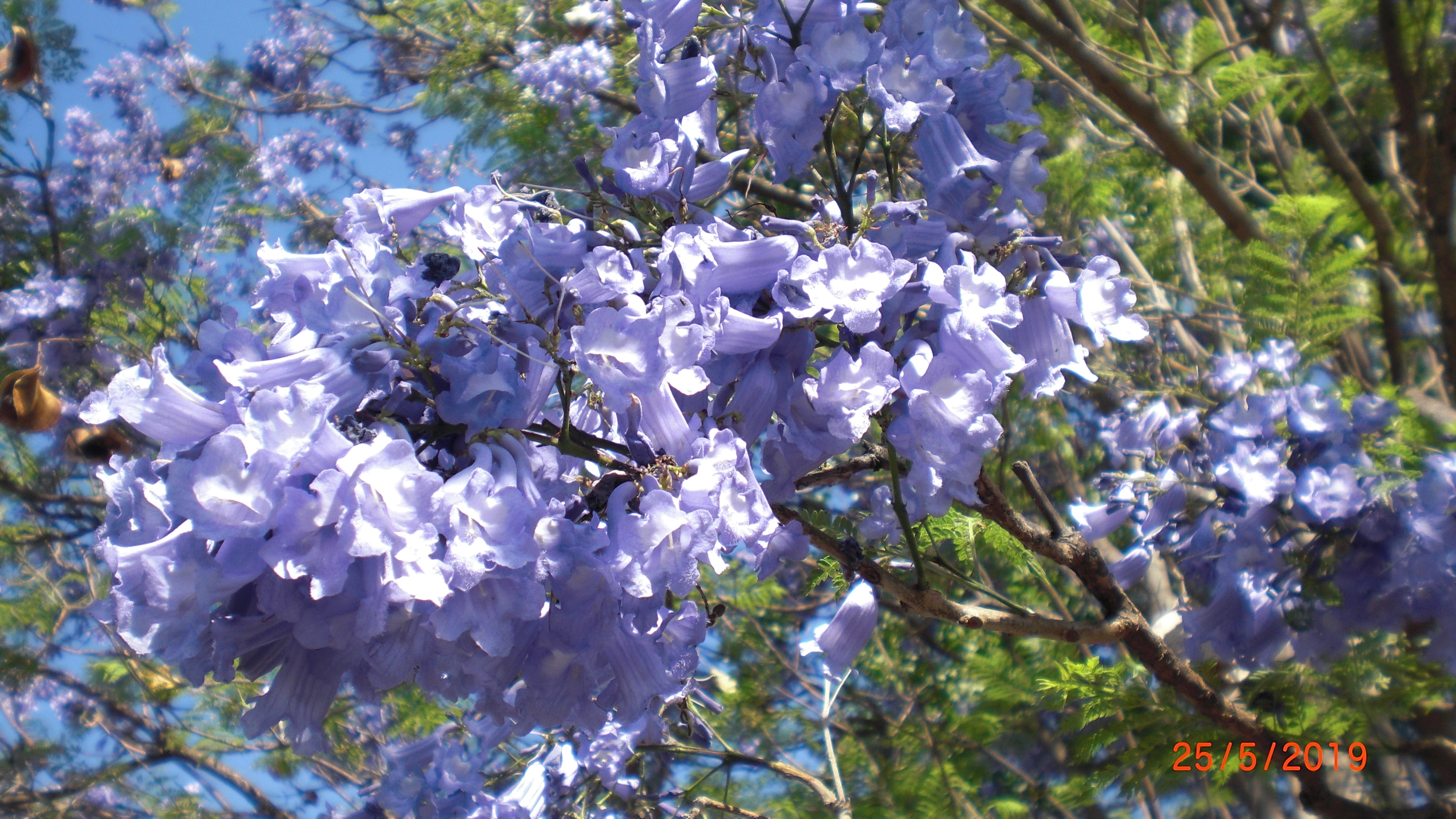 Jacaranda Blossom
